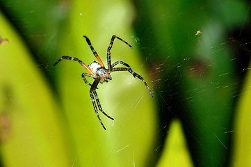 Image showing Spider