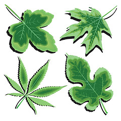Image showing green leaves collection