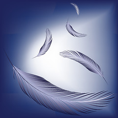 Image showing feathers in the wind