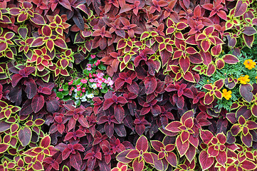 Image showing Design  of Flowers