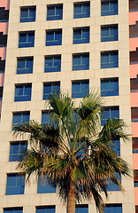 Image showing Palm Tree and Modern Building