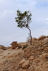 Image showing Lone Tree in the Mountains