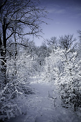 Image showing Winter forest in snow