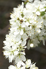 Image showing Blooming plant