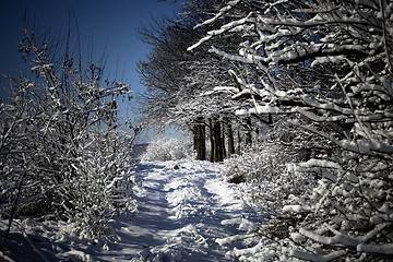 Image showing Winter forest in snow