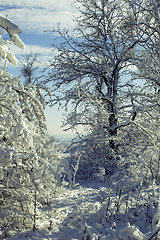 Image showing Winter forest in snow