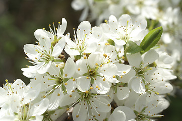 Image showing Blooming plant