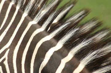 Image showing Zebra