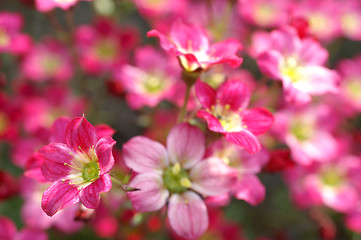 Image showing Blooming flower