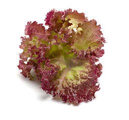 Image showing Lettuce.