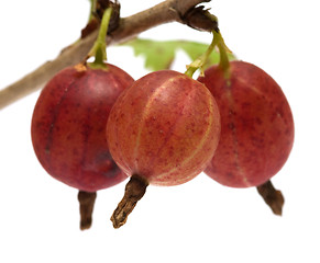 Image showing Gooseberries.