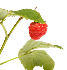 Image showing Raspberry-cane.