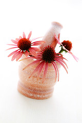 Image showing echinacea flowers
