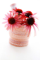Image showing echinacea flowers