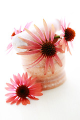 Image showing echinacea flowers