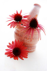 Image showing echinacea flowers