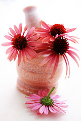 Image showing echinacea flowers