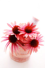 Image showing echinacea flowers