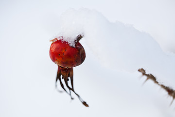 Image showing Frozen rose bush