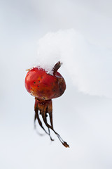 Image showing Frozen rose bush