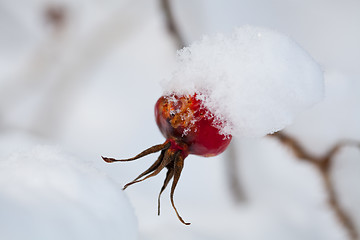 Image showing Frozen rose bush