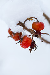 Image showing Frozen rose bush