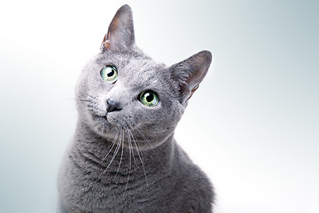 Image showing Russian Blue Cat