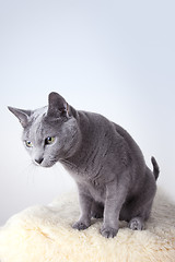 Image showing Russian Blue Cat