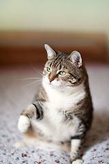 Image showing Cat Portrait
