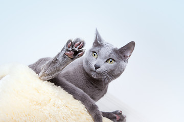 Image showing Russian Blue Cat