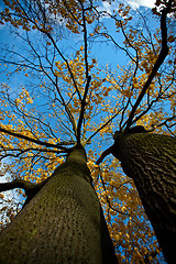 Image showing Autumn Tree