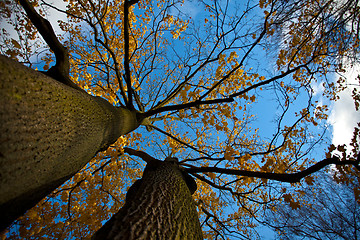 Image showing Autumn Tree