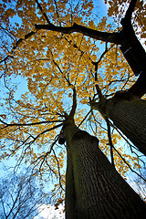 Image showing Autumn Tree