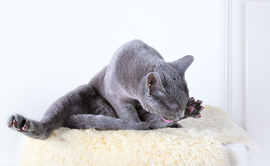 Image showing Russian Blue Cat