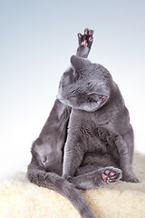 Image showing Russian Blue Cat