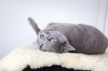 Image showing Russian Blue Cat