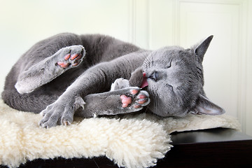 Image showing Russian Blue Cat