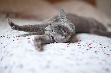 Image showing Russian Blue Cat