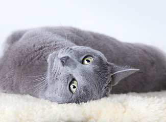 Image showing Russian Blue Cat