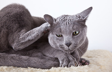 Image showing Russian Blue Cat