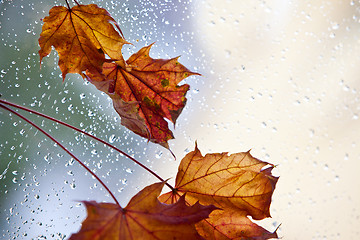 Image showing Wet Autumn Leaves