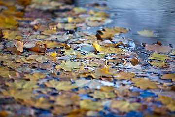 Image showing Wet Autumn Leaves