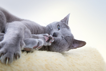 Image showing Russian Blue Cat