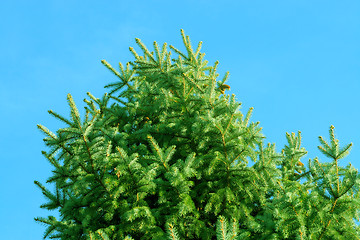 Image showing abstract pine