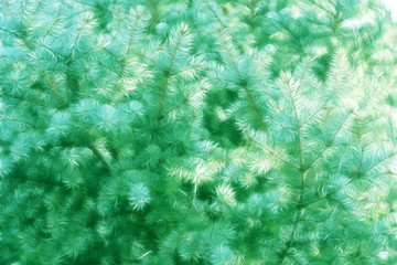 Image showing abstract pine