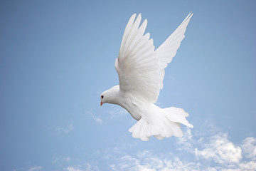 Image showing White dove in flight