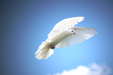 Image showing White dove flying