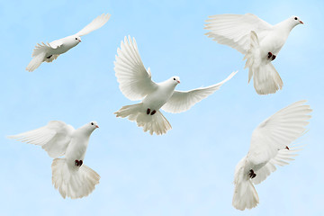 Image showing White dove in flight