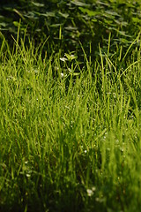 Image showing grass