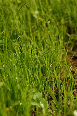 Image showing grass